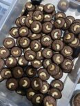 Brownis